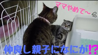 【海の部屋】お待たせしました❗きじ猫家族✨