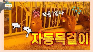 소 자동 목걸이 | 스탄촌 적응 훈련 1일차 🤔🔗