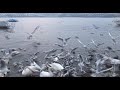 wigglegram of seagulls over lake zurich