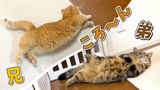 甘える時ころ〜んってする癖がそっくりな兄弟猫が可愛すぎる！