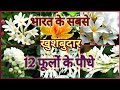 Top 12 Fragrant/ Scented / Aromatic Flower plants of India  भारत के 12 खुशबुदार फूलों के पौधे