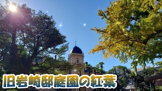 旧岩崎邸庭園の紅葉｜黄金色に輝く推定樹齢400年の大イチョウと美しい洋館が素敵！！