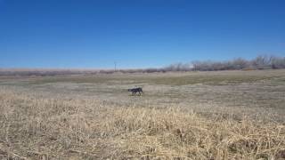 Birddog training at the Tinnin hunt club.   no lunch for Chris..  He missed his bird