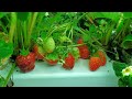 indoor hydroponic strawberries lots of berries