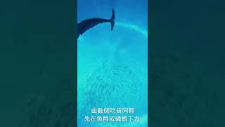 ［Heal] The  sound of humpback whales有聽過鯨魚的叫聲嗎？座頭鯨如何捕食？#療癒 #鯨 #周星馳#Humpback whales