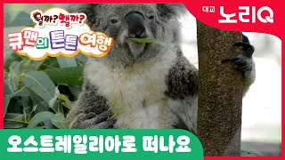 🪂큐맨의 튼튼여행🪂ㅣ7화 오스트레일리아로 떠나요🐨ㅣ동물ㅣ유아체육ㅣ자연관찰ㅣ율동동요ㅣ대교 노리Q