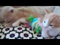 mom cat pino enjoy fighting with her beautiful kittens