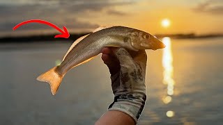 Monster whiting Lure session!