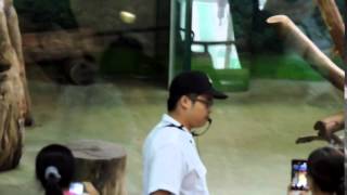 2014-06-21團團與窩窩頭的奮鬥 Giant Panda Tuan Tuan