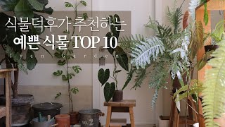 Top10 Pretty Plants Recommended by Plant Lover | Begonias  | Involve Plants Recommended