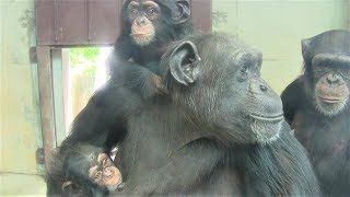 ママと息子と双子娘 Mom \u0026 son \u0026 twin girls チンパンジーChimpanzee