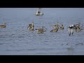 eurasian curlew u0026far eastern curlew（佐賀よか干潟）ダイシャクシギとホウロクシギ20170425