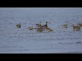 eurasian curlew u0026far eastern curlew（佐賀よか干潟）ダイシャクシギとホウロクシギ20170425