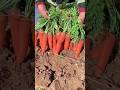 Fresh sandy carrots, freshly dug and not washed, shipped with mud 