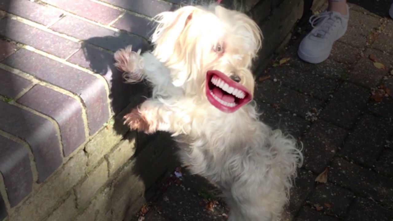 Funny Dog Compilation Youtube