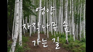 영양 자작나무 숲 가는 길. - 힐링 하며 걷는 아름다운 길 - 죽파리 -자작나무 숲 전기셔틀 운영중