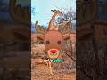 DEER ESCAPE FROM DEATH! 🦌💨 #shorts #youtubeshorts #youtube #shortseua