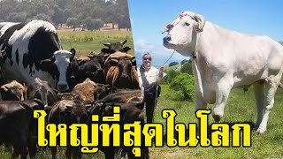 เคียนินา (Chianina) วัวยักษ์สายพันธุ์อิตาลีที่มีขนาดใหญ่ที่สุดและเก่าแก่ที่สุดในโลก