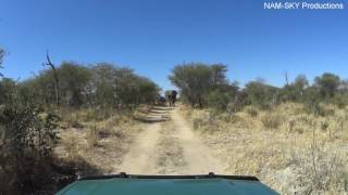 Scheinangriff eines Elefanten - Khaudum National Park Namibia