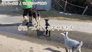 【76歳ヤギ飼い#39】後をついてくる子ヤギたち「72歳からの楽しいシニアライフ#72」