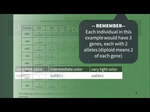 Is skin color a codominant trait?