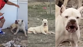 The story of a real life village ex dog fighter dogo argentino who was thrown out after loss