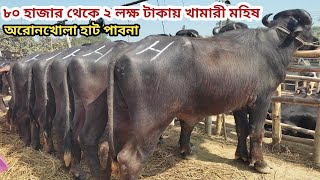 পাবনা অরোনখোলা  হাটের সেরা মহিষ কালেকশান ।।১৪/০২/২০২৫