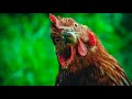 Pressure Frying Fried Chicken at Home in the Style of KFC Original Recipe