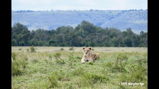 Yaya and grandcub Simba, Maasai Mara, Marsh Pride lions legacy