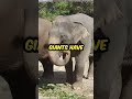 Elephants are majestic creatures #shorts #shorts #animal