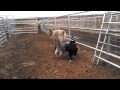 Quila & Camo Cowgirl of Runnin C Australian Shepherds bringing a calf in to doctor