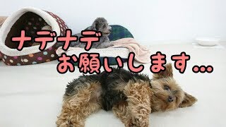 ナデナデようきゅーヨーキー ★24時間対応★犬の保育園　5月30日