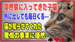 【猫の不思議な話】 突然家に入ってきた子猫を外に出しても、その日を境に毎日家にやってくる…野良猫が知らせてくれた驚愕の事実に唖然…【朗読】