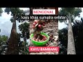 mengenal budidaya pohon kayu bambang lanang (michelia champhaca) kayu khas sumatra selatan