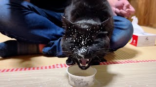 誕生日のお祝いをみんなにお裾分けする猫　Ten's Birth Day