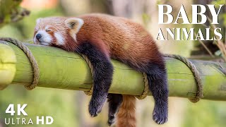Baby Animals Part 9 - You Know How About The World Of Wild Baby Animals? - Relaxing Music  - 4K UHD