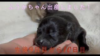 【ポメラニアン】ふうかちゃんの赤ちゃんの生後8日目から10日目【出産子育て】