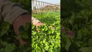 Harvest pennywort including the roots #farming #gardening