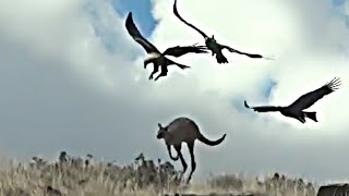 Massive Eagles Attack Kangaroo