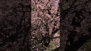 満開の桜-2023 Tokyo #花見