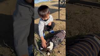 Most amazing cutest dog 🤩| with my son taiki 🥰 #shorts #youtubeshorts #trending #dog