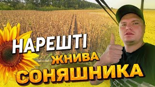 Такого давно не було👍 Соняшник дивує🌻Врожай💪50% масло👌