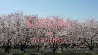 糸島の桜　SAKURA in ITOSHIMA　～糸島10秒動画～