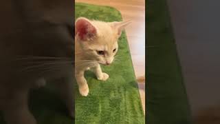 母猫のミルクが欲しいと訴えてくる子猫🐱 #shorts