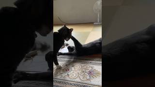 【猫動画】もう勘弁してください！🙀😿😹