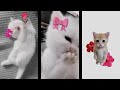 مجردد فيديوو 😩🙈🐈 لايك اكسبلور love جيش_ليناا🐣