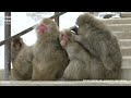 hagging among japanese macaques so cute 【observations of japanese macaques 02】