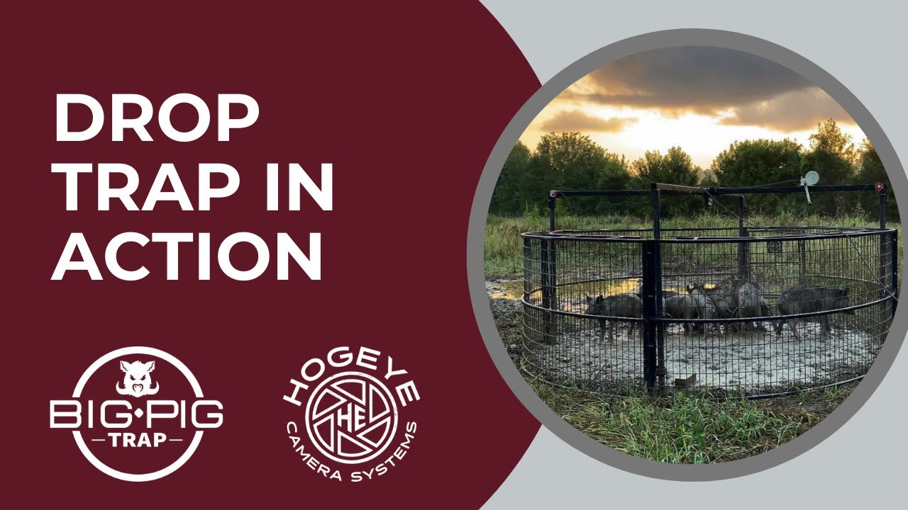 Big Pig Drop Trap Youtube