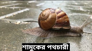 How do Snails move। শামুক কিভাবে চলে ?