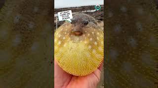 Puffer Fish Puffs Hello || ViralHog